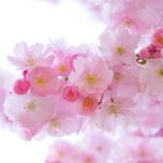 あや桜盆栽さらに開花しました♪ 楽天アフィリの改定とクリックされるコツのお話