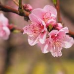 お店の桜が咲きました♪  楽天Amazon Yahoo!で桜って売ってるの?
