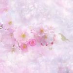 お店の桜 乱れ咲き?写真リベンジ!と楽天・Amazon・  Yahoo!比較続編