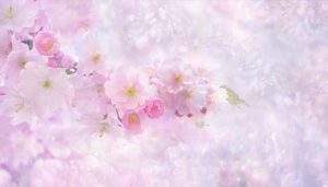 お店の桜 乱れ咲き？写真リベンジ！と楽天・Amazon・  Yahoo!比較続編